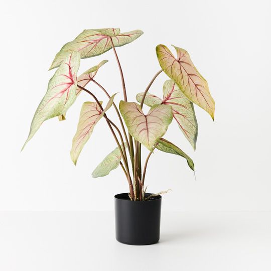 2 x Caladium in Pot, Green Pink 63cmh (FI9578GP)