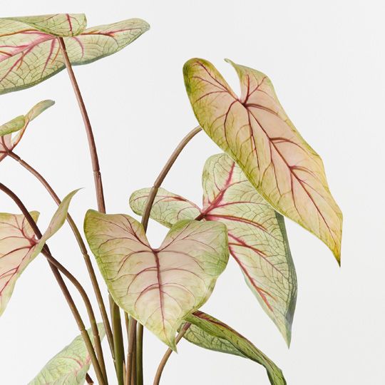 2 x Caladium in Pot, Green Pink 63cmh (FI9578GP)