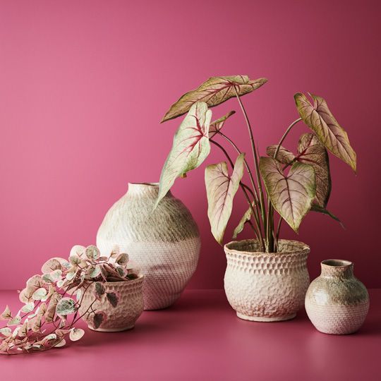 2 x Caladium in Pot, Green Pink 63cmh (FI9578GP)