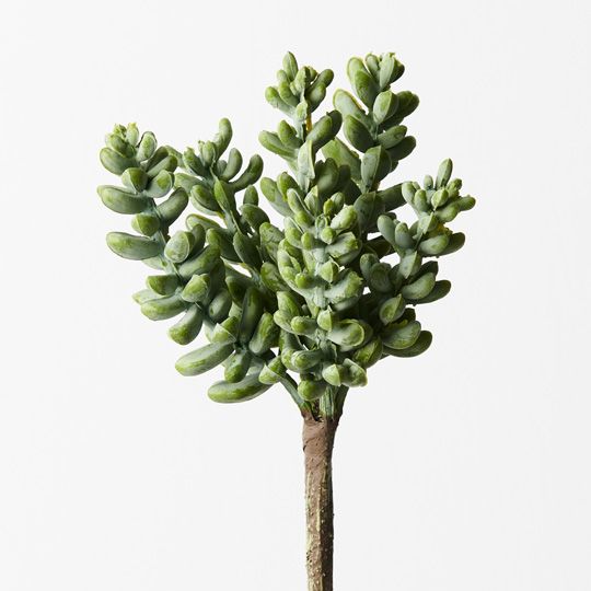 12 x Sedum Grey Green 17cml (FI9587GY)