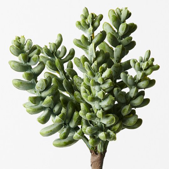 12 x Sedum Grey Green 17cml (FI9587GY)