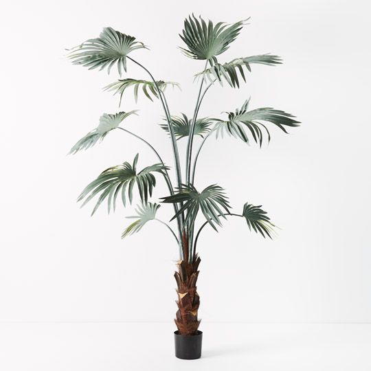 2 x Palm Fan Plant, Grey Green 180cmh (FI9627GY)