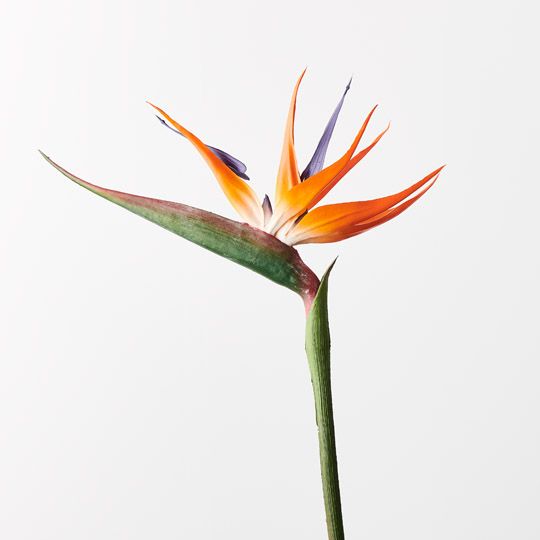 12 x Bird of Paradise Orange 96cml (FI9663OR)