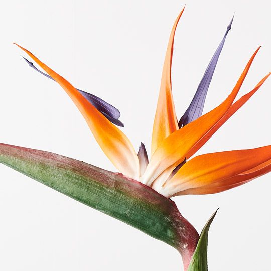 12 x Bird of Paradise Orange 96cml (FI9663OR)