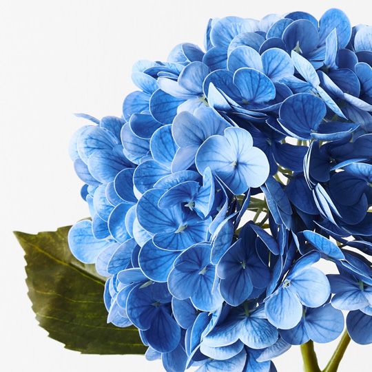 12 x Hydrangea Blue 49cml (FI9665BL)