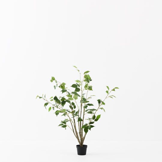 2 x Ficus Tree, Green 90cmh (FI9692GR)