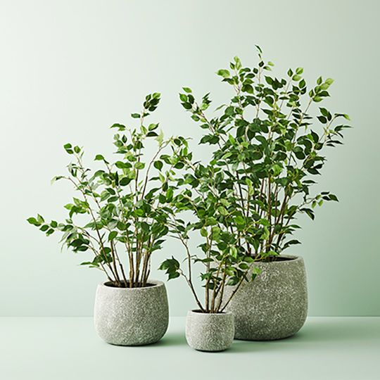 2 x Ficus Tree, Green 90cmh (FI9692GR)