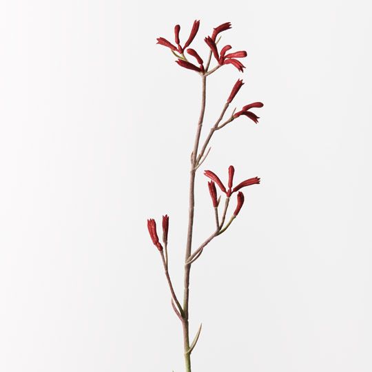 12 x Kangaroo Paw Burgundy 77cml (FI9672BU)