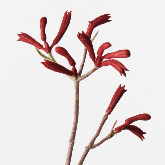 12 x Kangaroo Paw Burgundy 77cml (FI9672BU)