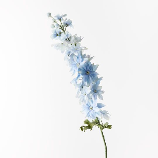 12 x Delphinium Light Blue 90cml (FI9673LB)