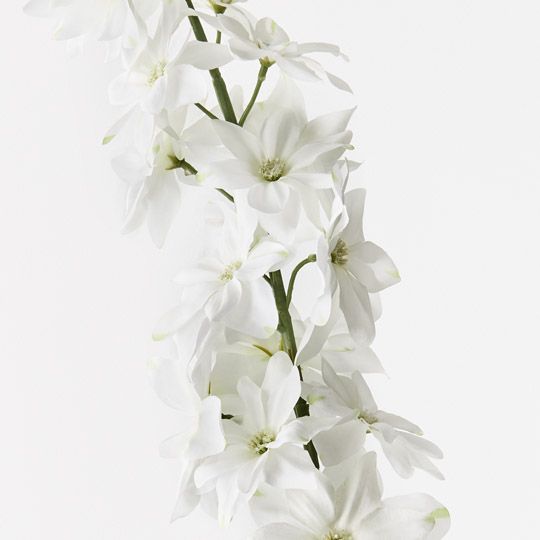 12 x Delphinium White 90cml (FI9673WH)