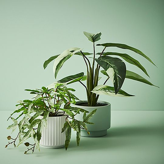 4 x Fern Kangaroo in Pot, Green 21cmh (FI9734GR)