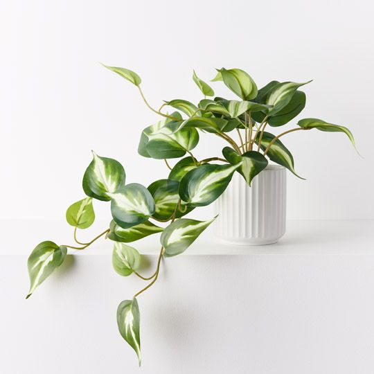 4 x Pothos Hanging Bush in Pot, Green White 22cmh (FI9731GW)