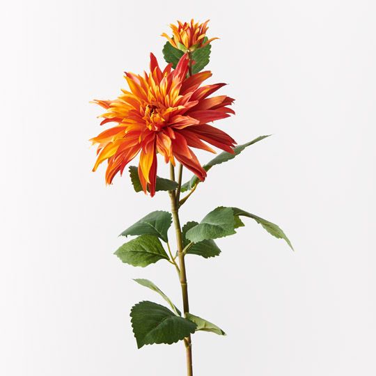 12 x Dahlia Spray Orange 74cml x 20cmd (FI9724OR)