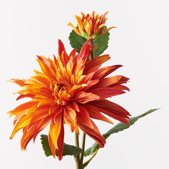 12 x Dahlia Spray Orange 74cml x 20cmd (FI9724OR)