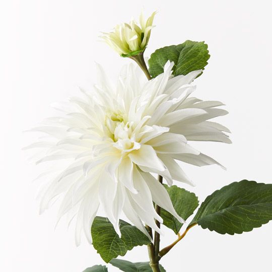 11 x Dahlia Spray White 74cml x 20cmd (FI9724WH)