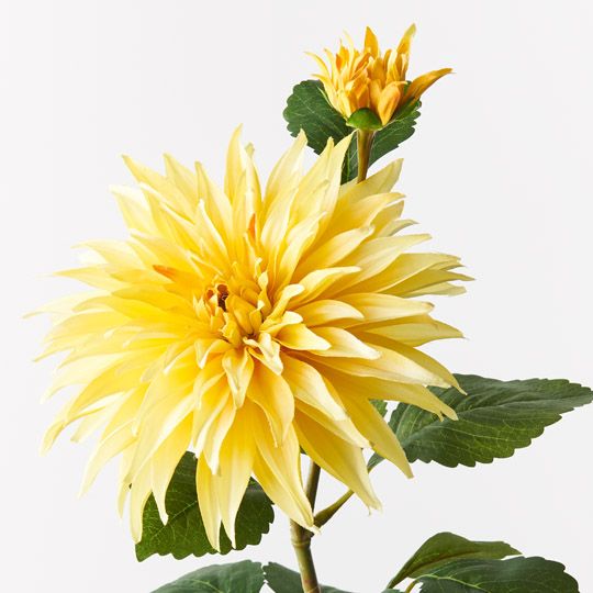 12 x Dahlia Spray Yellow 74cml x 20cmd (FI9724YE)