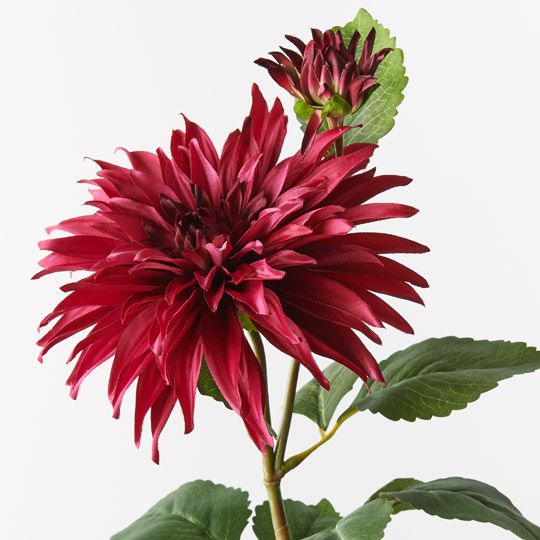 12 x Dahlia Spray Fuschia 74cml x 20cmd (FI9724FU)