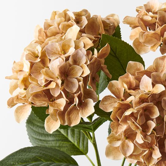 12 x Hydrangea Bush Coffee 50cml (FI9752CF)