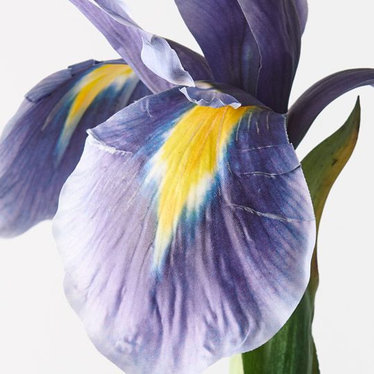 12 x Iris Dutch Blue 78cml (FI9755BL)