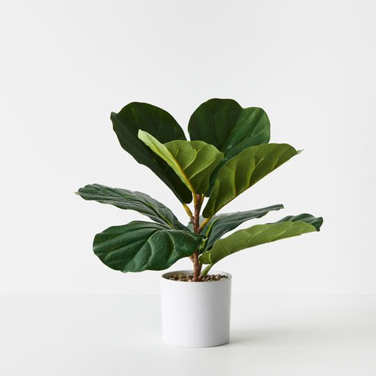 4 x Fiddle Leaf Plant, Green 33cmh (FI9763GR)