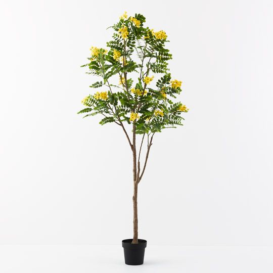 Cassia Glauca Tree, Yellow 210cmh (FI9766YE)