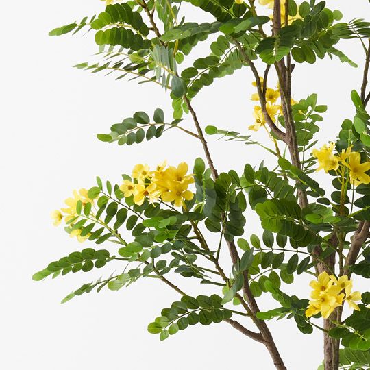 Cassia Glauca Tree, Yellow 210cmh (FI9766YE)