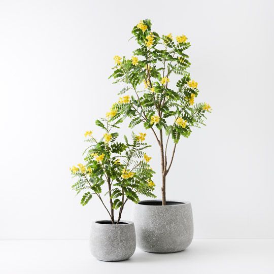 Cassia Glauca Tree, Yellow 210cmh (FI9766YE)