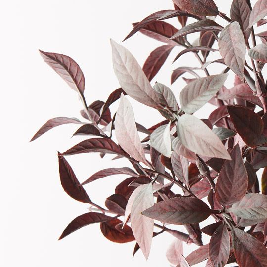 12 x Ruscus Bush Burgundy 38cml (FI9771BU)