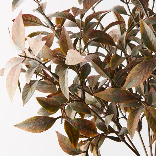 12 x Ruscus Bush Grey Brown 38cml (FI9771GYBR)