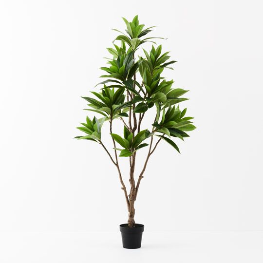 2 x Frangipani Leaf Tree, Green 180cmh (FI9767GR)