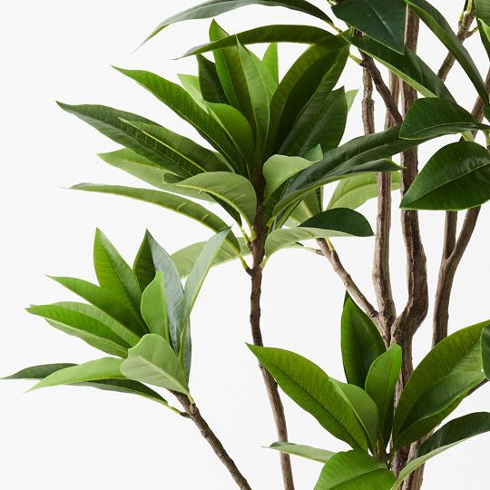 2 x Frangipani Leaf Tree, Green 180cmh (FI9767GR)