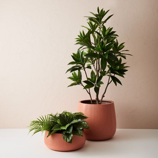 2 x Frangipani Leaf Tree, Green 180cmh (FI9767GR)