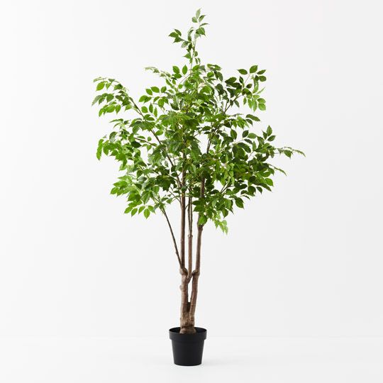 2 x Ficus Tree, Green 180cmh (FI9768GR)