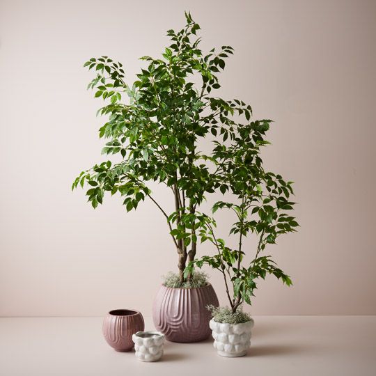 2 x Ficus Tree, Green 180cmh (FI9768GR)