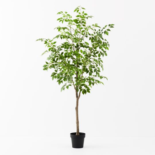 2 x Ficus Tree, Green 180cmh (FI9770GR)