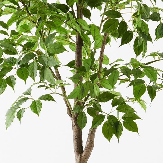 2 x Ficus Tree, Green 180cmh (FI9770GR)