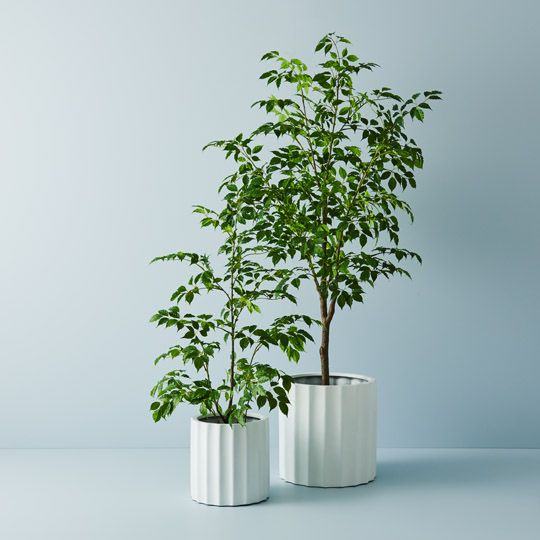 2 x Ficus Tree, Green 180cmh (FI9770GR)