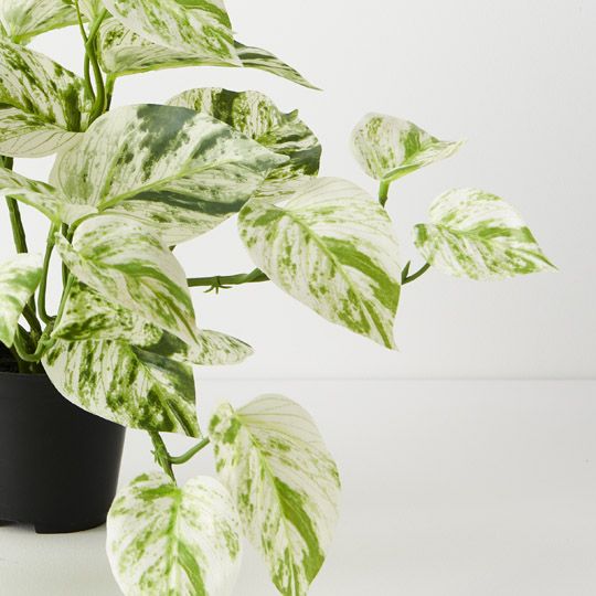 4 x Pothos Marble Queen Hanging Bush in Pot, White Green 33cml (FI9779WG)