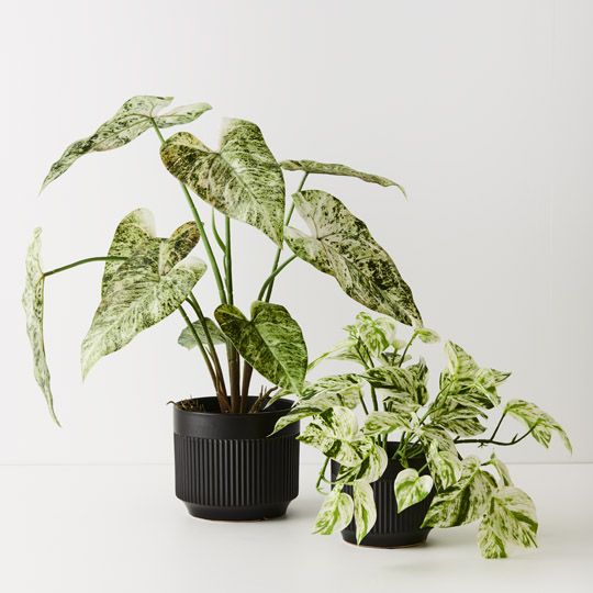 4 x Pothos Marble Queen Hanging Bush in Pot, White Green 33cml (FI9779WG)