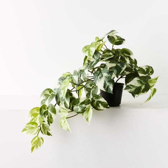 4 x Pothos Hanging Bush in Pot, Variegated 48cml (FI9781VG)