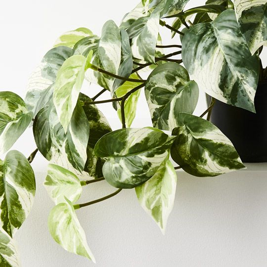 4 x Pothos Hanging Bush in Pot, Variegated 48cml (FI9781VG)