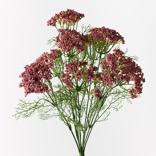 12 x Queen Annes Lace Bush Pink 42cml (FI9748PK)