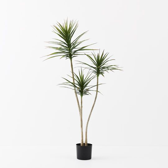 2 x Yucca Plant, Green 150cmh (FI9810GR)