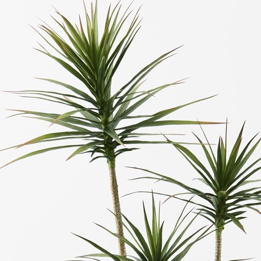 2 x Yucca Plant, Green 150cmh (FI9810GR)