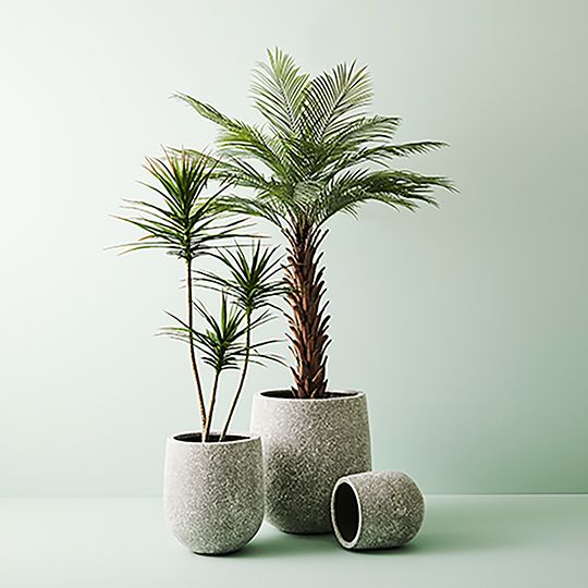 2 x Yucca Plant, Green 150cmh (FI9810GR)