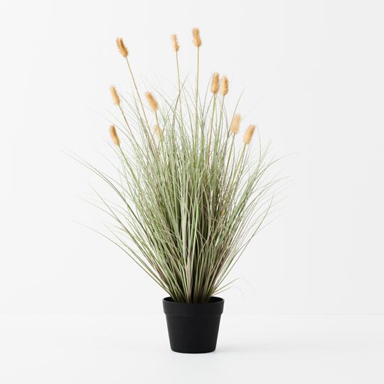 2 x Bunny Tail Grass Plant, Cream 80cmh (FI9817CR)