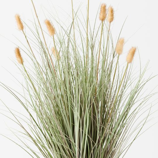 2 x Bunny Tail Grass Plant, Cream 80cmh (FI9817CR)