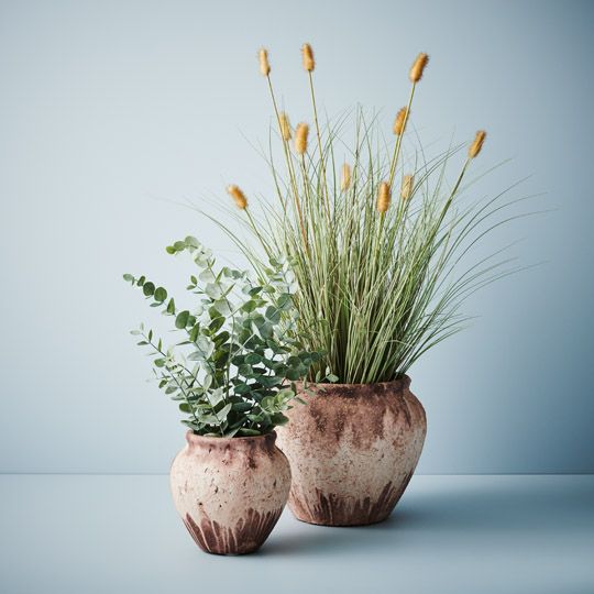 2 x Bunny Tail Grass Plant, Cream 80cmh (FI9817CR)