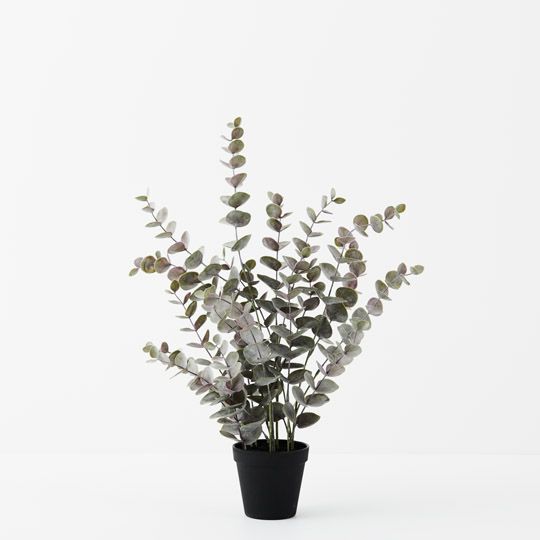 6 x Eucalyptus Bush in Pot, Grey 53cmh (FI9805GY)